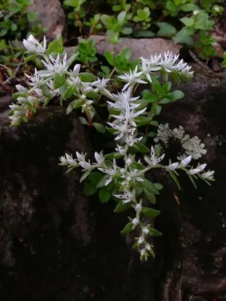 Photo of Sedum ternatum (Sedum ternatums)