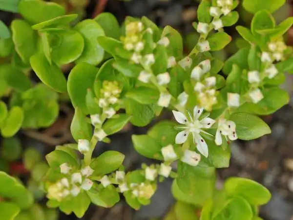 Photo of Sedum ternatum (Sedum ternatums)