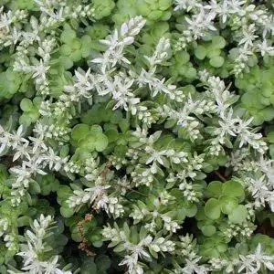 Photo of Sedum ternatum - Sedum ternatum in full bloom:Debbie Roos