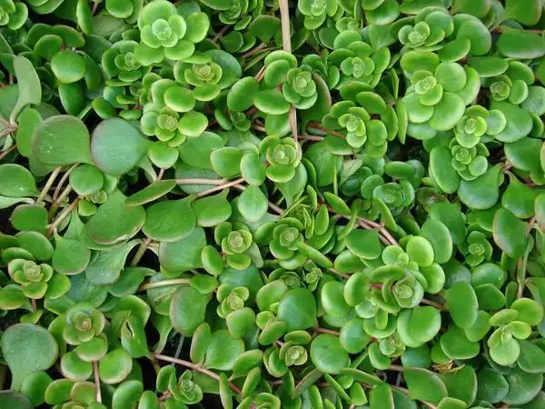 Фото Sedum tetractinum (Sedum tetractinums)