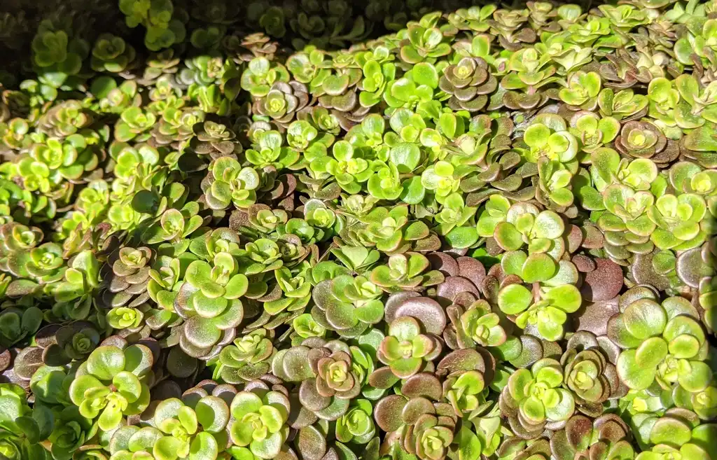 Фото Sedum tetractinum (Sedum tetractinums)