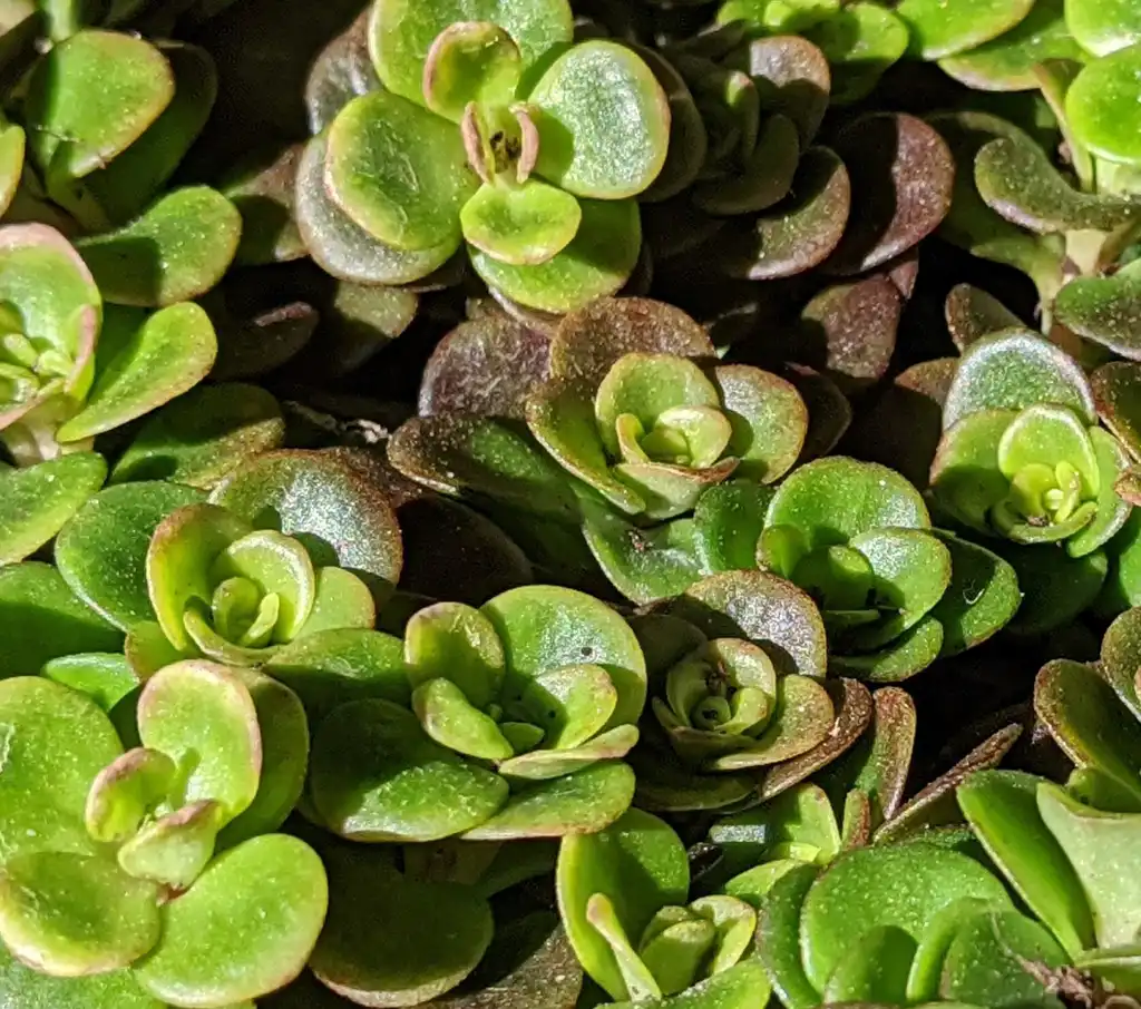 Фото Sedum tetractinum - Close-up foliage:Ben A. Bergmann