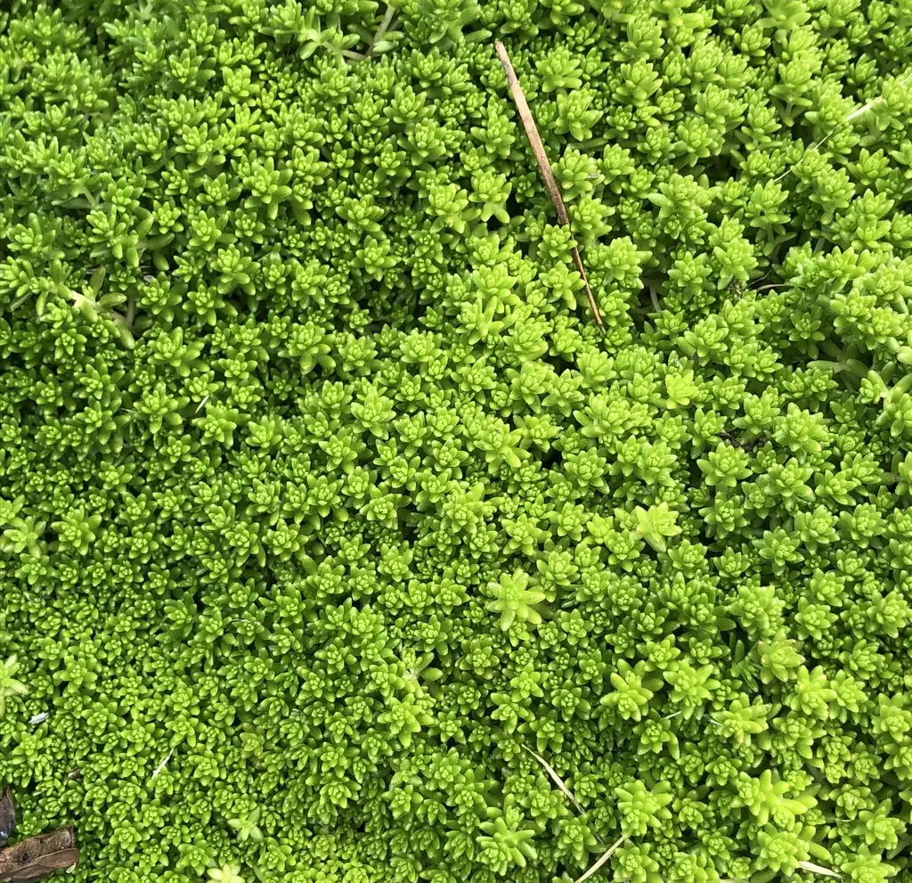 Photo of Sedum (Sedums)