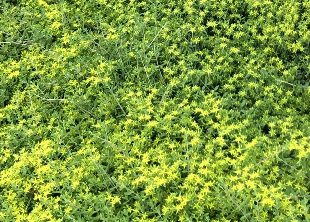 Photo of Sedum - S. lineare habit, Warren County, NC:Cathy Dewitt