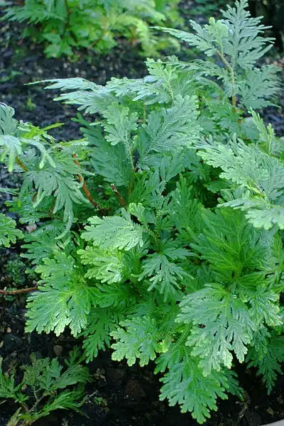 Фото Selaginella braunii (Selaginella brauniis)
