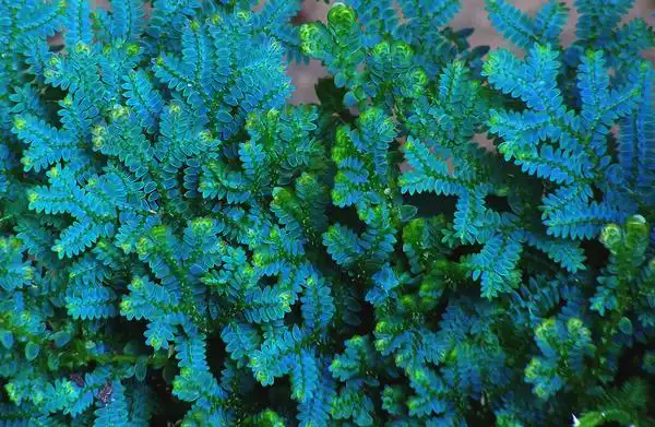 Фото Selaginella uncinata (Selaginella uncinatas)