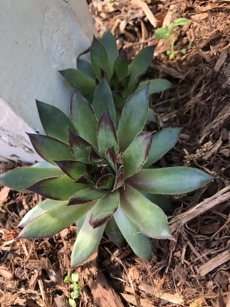 Foto de Sempervivum tectorum (Sempervivum tectorums)