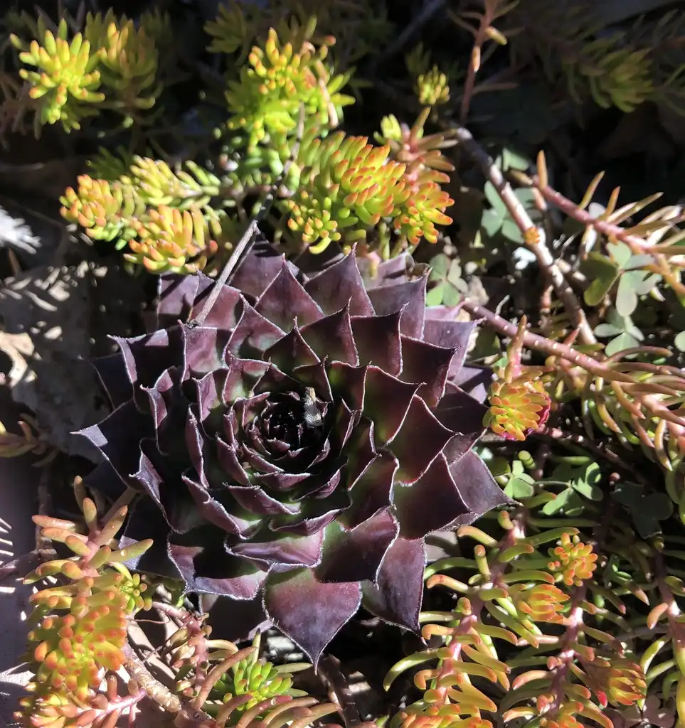 Foto de Sempervivum tectorum (Sempervivum tectorums)