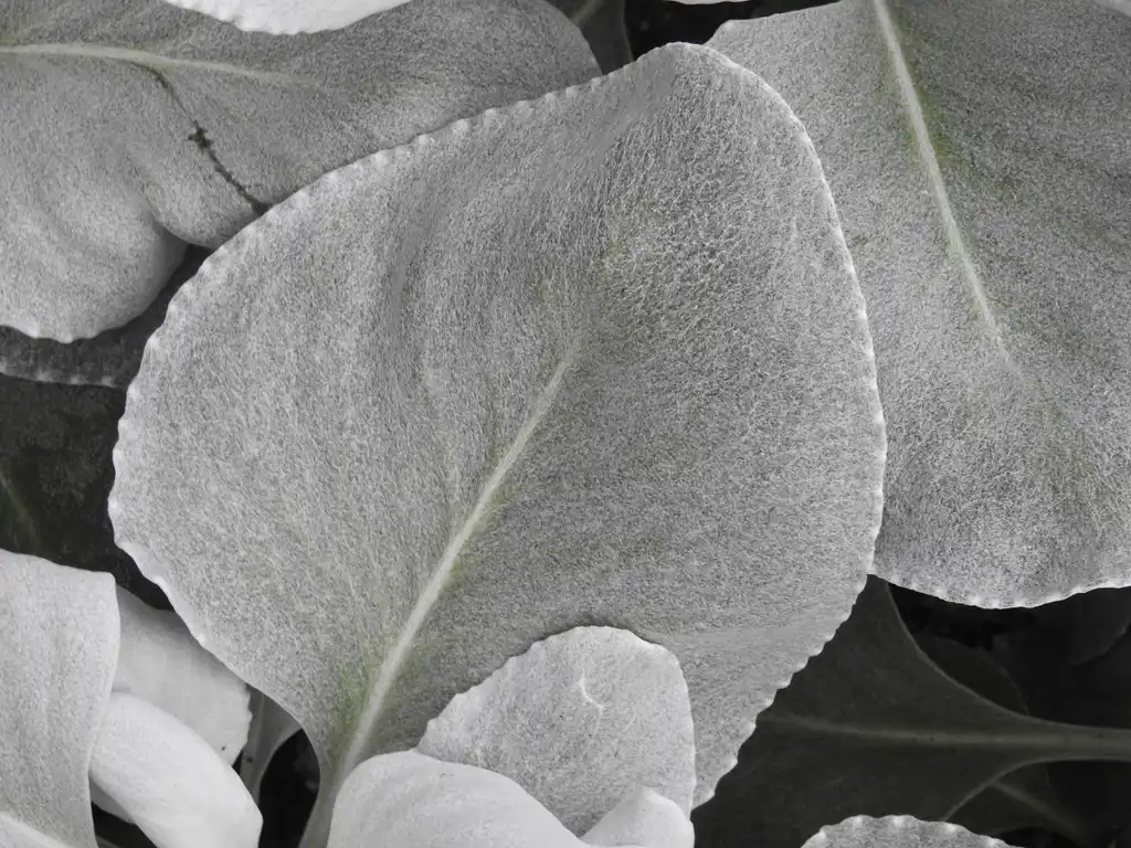 Foto de Senecio candicans 'Angel Wings' (Senecio candicans 'Angel Wings's)