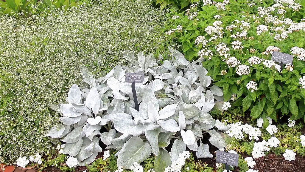 Foto de Senecio candicans 'Angel Wings' (Senecio candicans 'Angel Wings's)