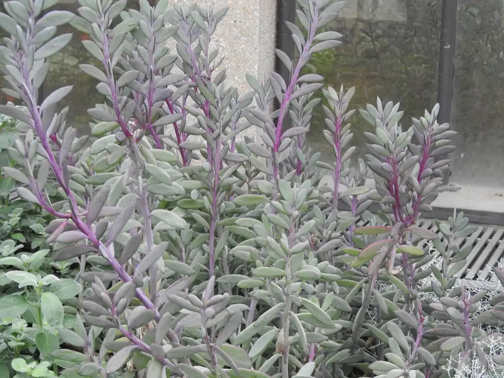 Foto de Senecio crassissimus (Senecio crassissimuss)