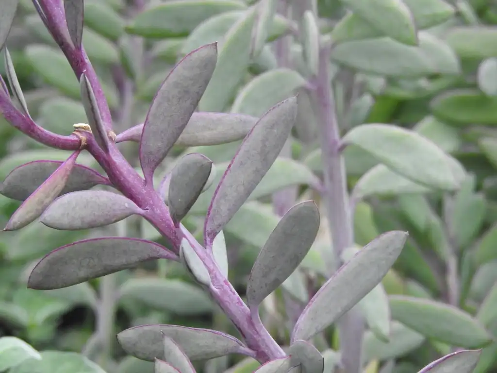 Foto de Senecio crassissimus - Senecio crassissimus leaves:Kathleen Moore