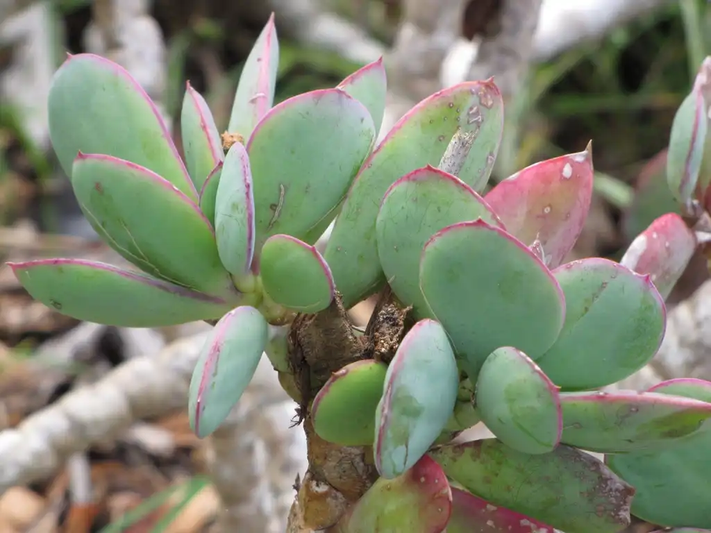 Foto de Senecio crassissimus - Form:Forest & Kim Starr