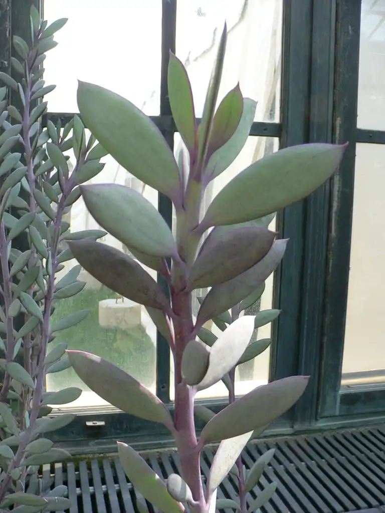 Foto de Senecio crassissimus - Form:Raul654