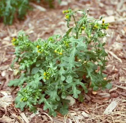 Фото Senecio vulgaris (Senecio vulgariss)