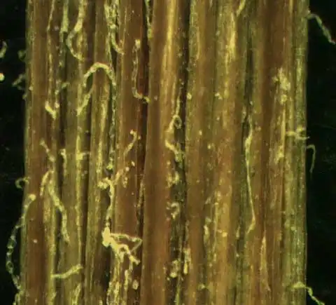 Фото Senecio vulgaris (Senecio vulgariss)