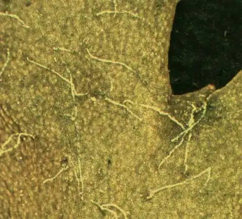Фото Senecio vulgaris - Abaxial leaf surface:Alexander Krings