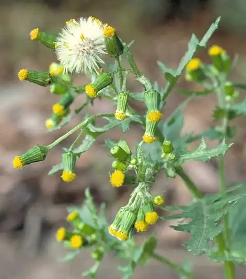 Фото Senecio vulgaris - Inflorescence:J. Neal