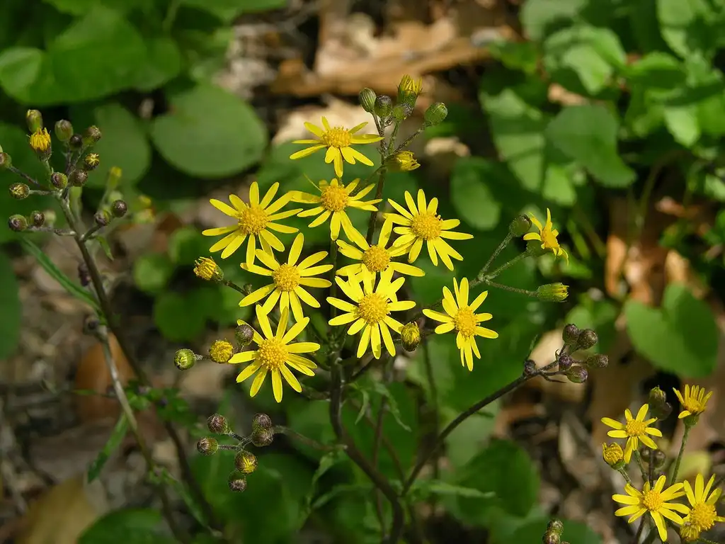 Photo of Senecio (Senecios)