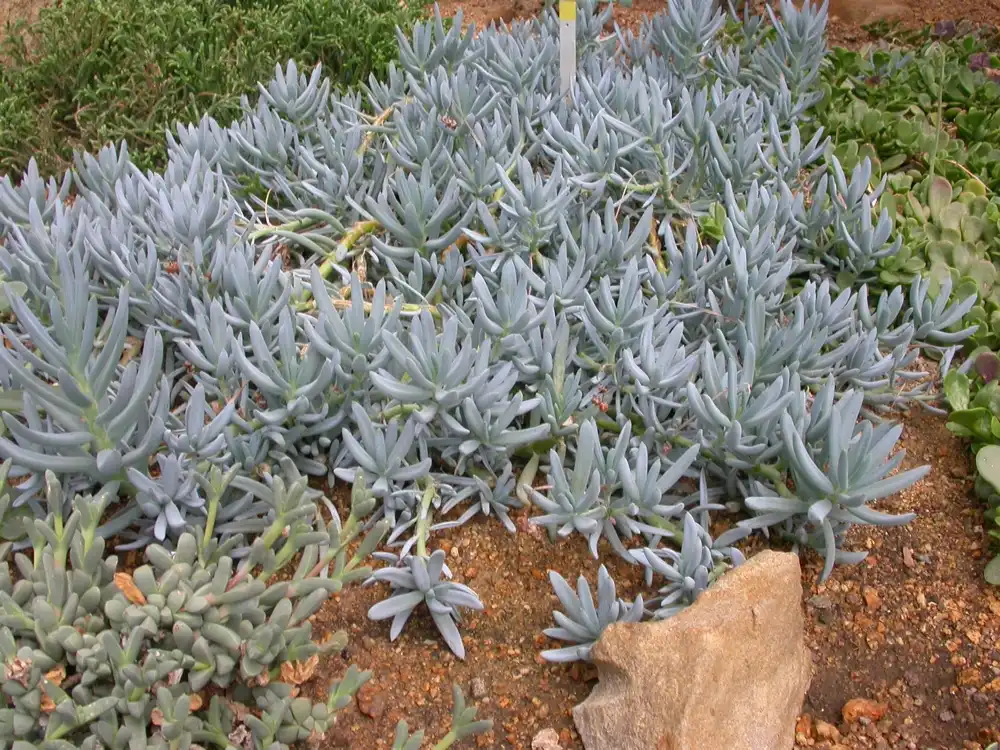Photo of Senecio (Senecios)