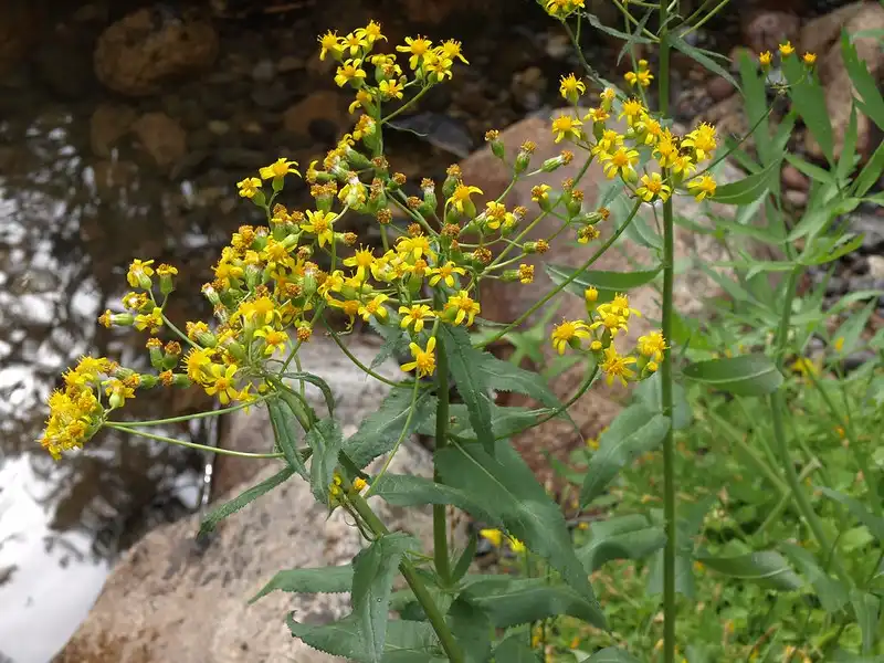 Photo of Senecio - Arrowleaf groundsel:Jim Morefield