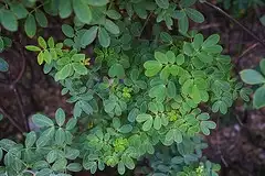 Photo of Senna bicapsularis (Senna bicapsulariss)