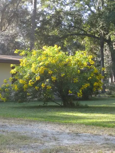 Photo of Senna bicapsularis (Senna bicapsulariss)