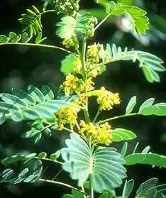 Photo of Senna hebecarpa (Senna hebecarpas)