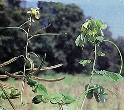 Фото Senna obtusifolia (Senna obtusifolias)