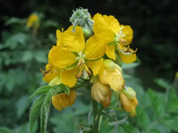 Foto de Senna occidentalis (Senna occidentaliss)