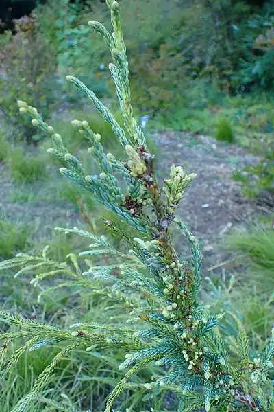 Foto de Sequoia sempervirens 'Adpressa' (Sequoia sempervirens 'Adpressa's)