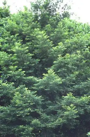 Foto de Sequoia sempervirens 'Soquel' (Sequoia sempervirens 'Soquel's)