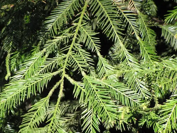 Photo of Sequoia sempervirens (Sequoia sempervirenss)