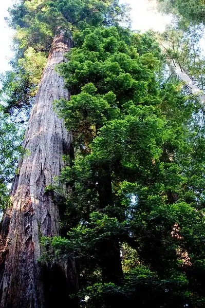 Photo of Sequoia sempervirens (Sequoia sempervirenss)