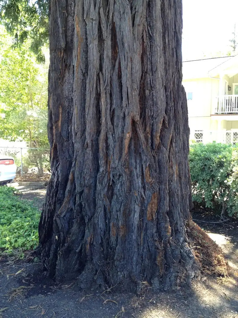 Photo of Sequoia sempervirens - Bark:Jim Robbins