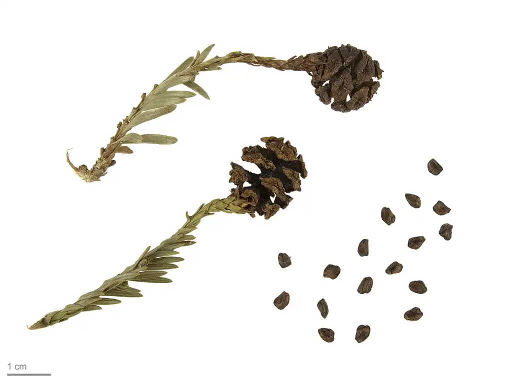 Photo of Sequoia sempervirens - Cone and seeds:Roger Culos