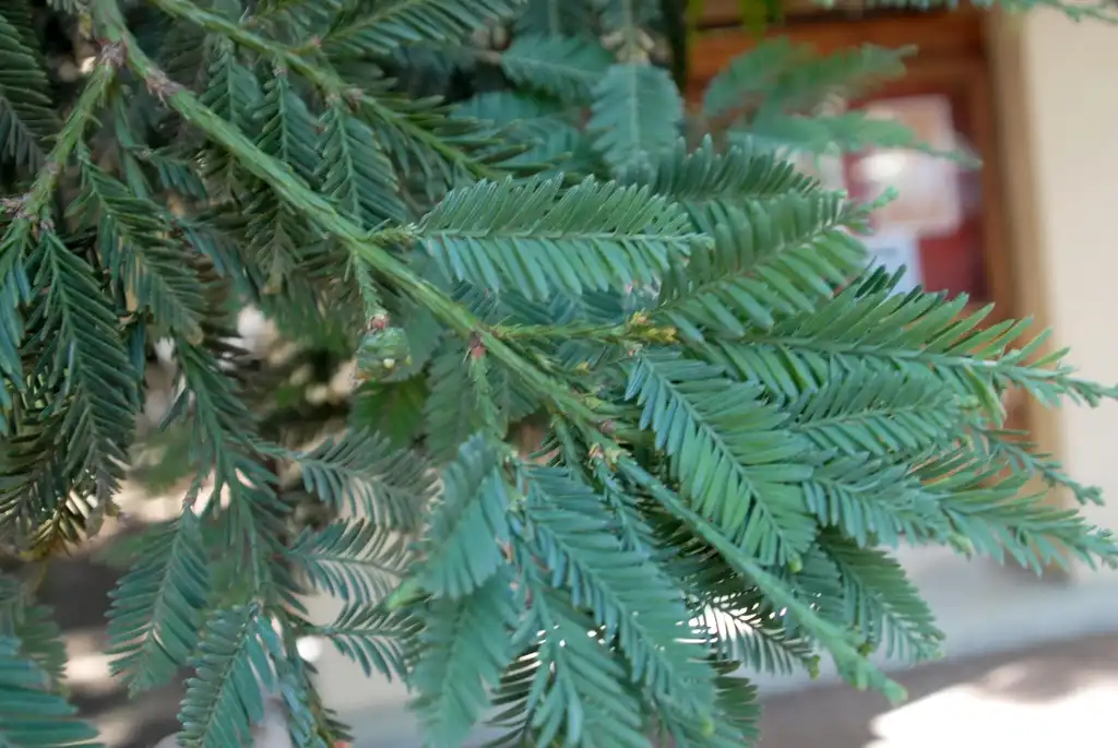 Photo of Sequoia sempervirens - Needled evergreen leaves.:Jim Robbins