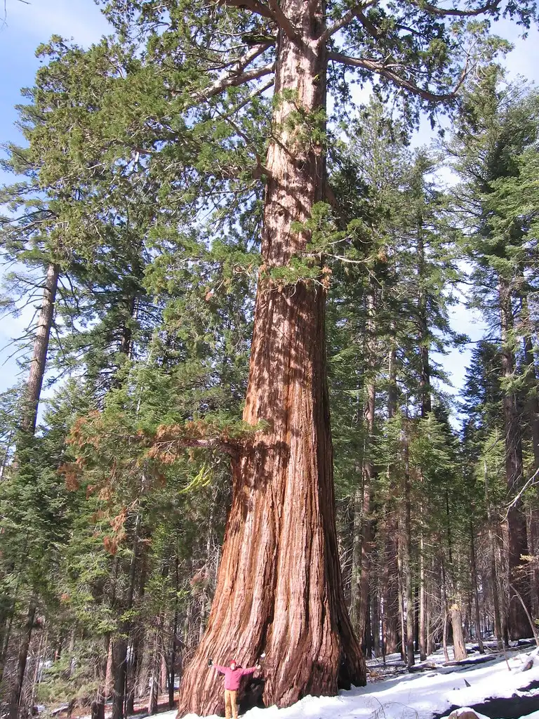 Photo of Sequoiadendron giganteum (Sequoiadendron giganteums)