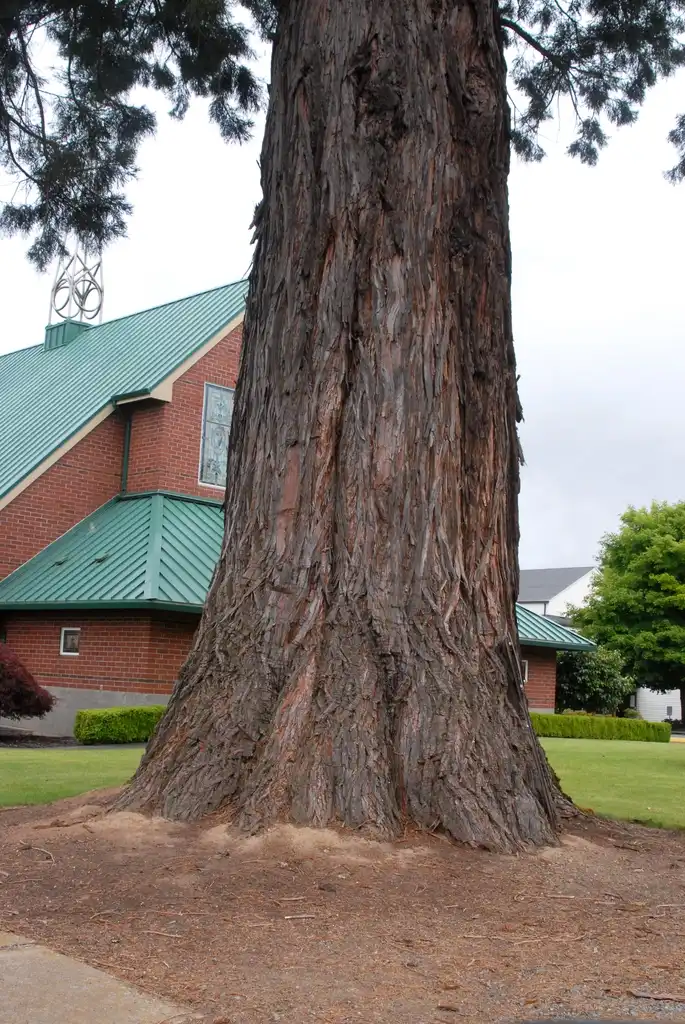 Photo of Sequoiadendron giganteum (Sequoiadendron giganteums)