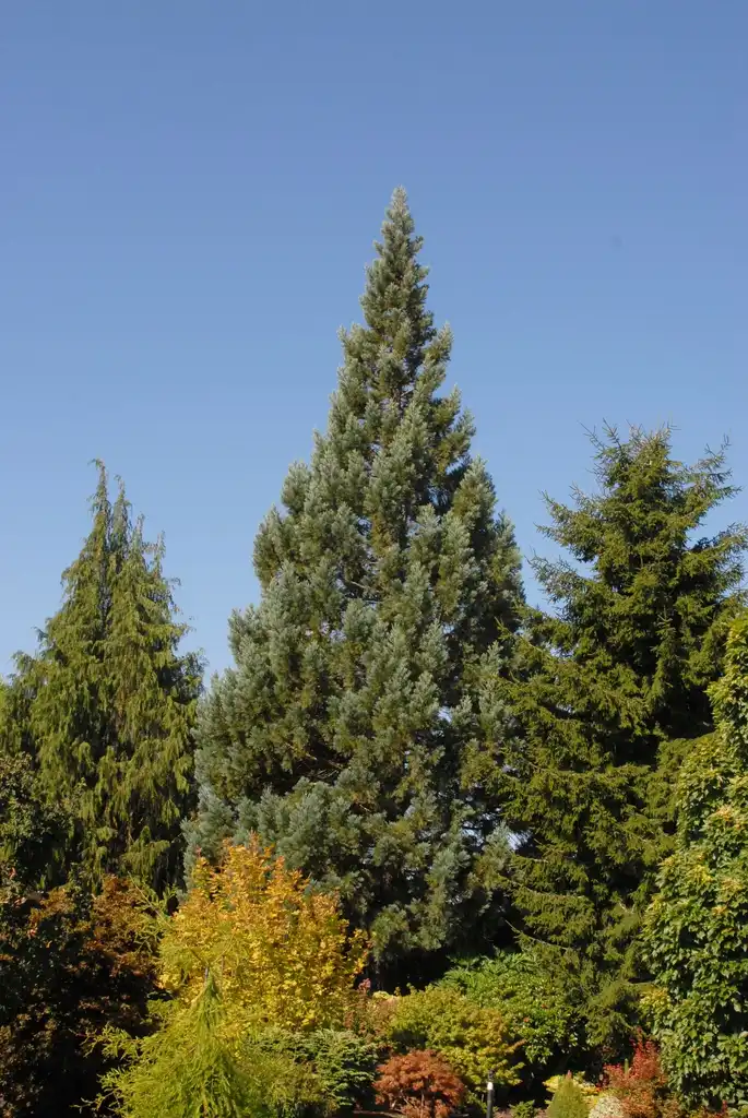 Photo of Sequoiadendron giganteum - 'Powder Blue' Form:Jim Robbins