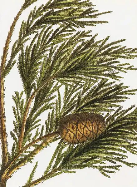 Photo of Sequoiadendron giganteum - Scan from the Royal Horticultural Society Diary 2004:BernardM