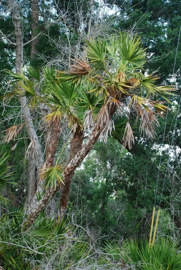Foto de Serenoa repens (Serenoa repenss)