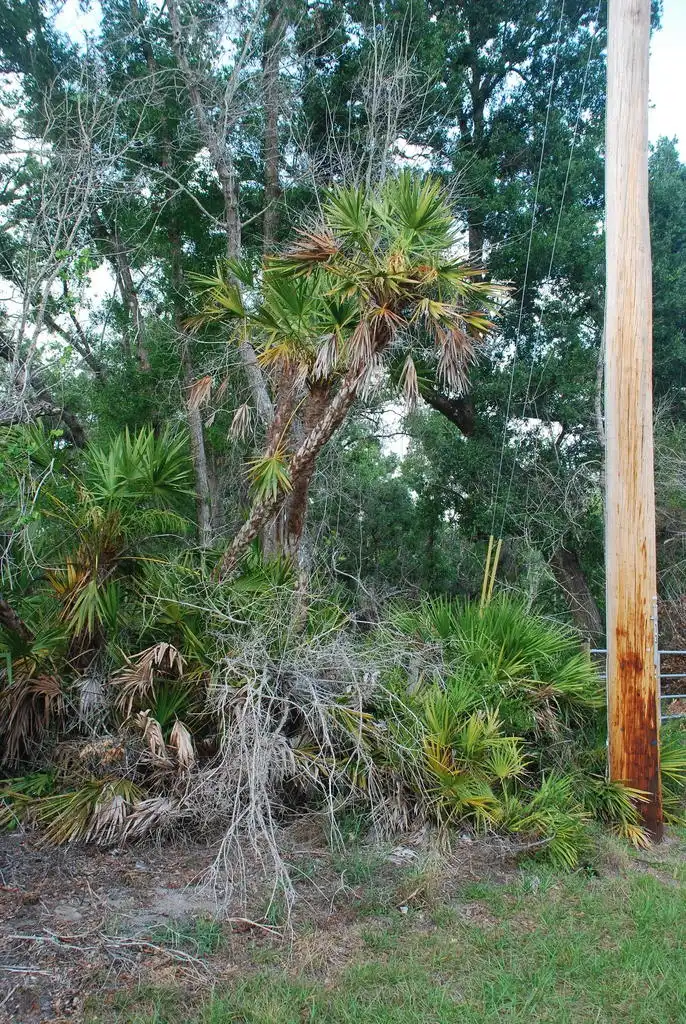 Foto de Serenoa repens (Serenoa repenss)