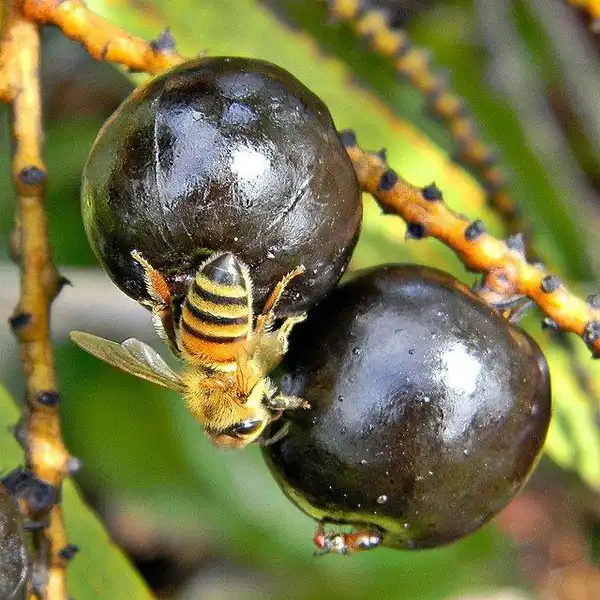 Foto de Serenoa repens - berries:Bob Peterson