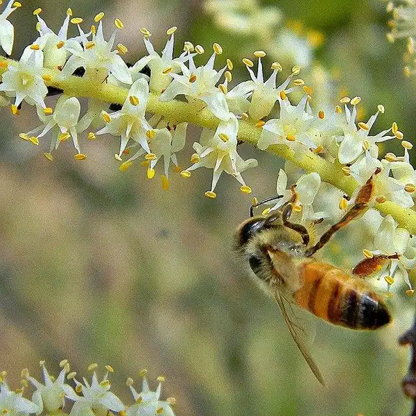 Foto de Serenoa repens - flowers:Bob Peterson