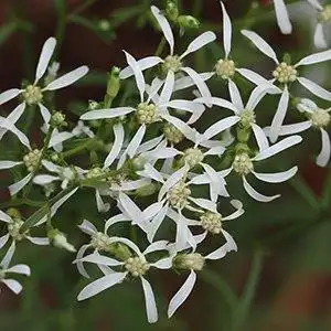 Фото Sericocarpus linifolius (Sericocarpus linifoliuss)