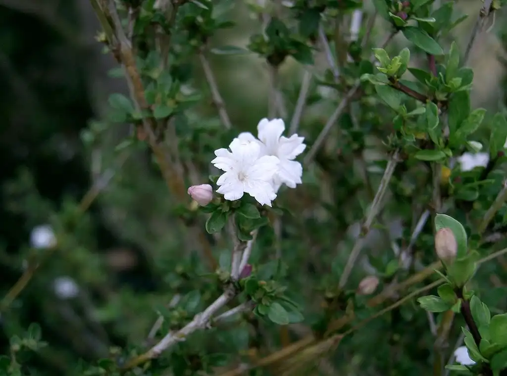 Photo of Serissa japonica (Serissa japonicas)