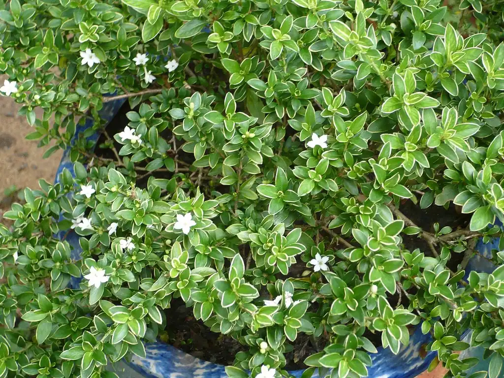 Photo of Serissa japonica (Serissa japonicas)