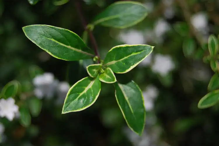 Photo of Serissa japonica - Leaves: