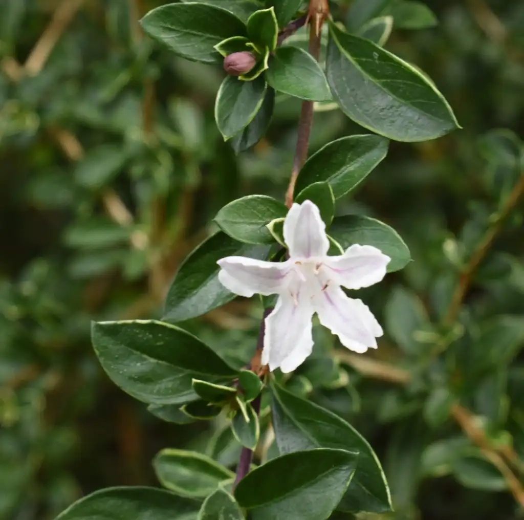 Photo of Serissa japonica - 'Apple Blossom' Flower Close-up (Warren County, NC)-Early Fall:Cathy Dewitt